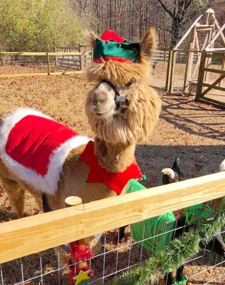 Farm Tour Alpaca Christmas Costume Farm