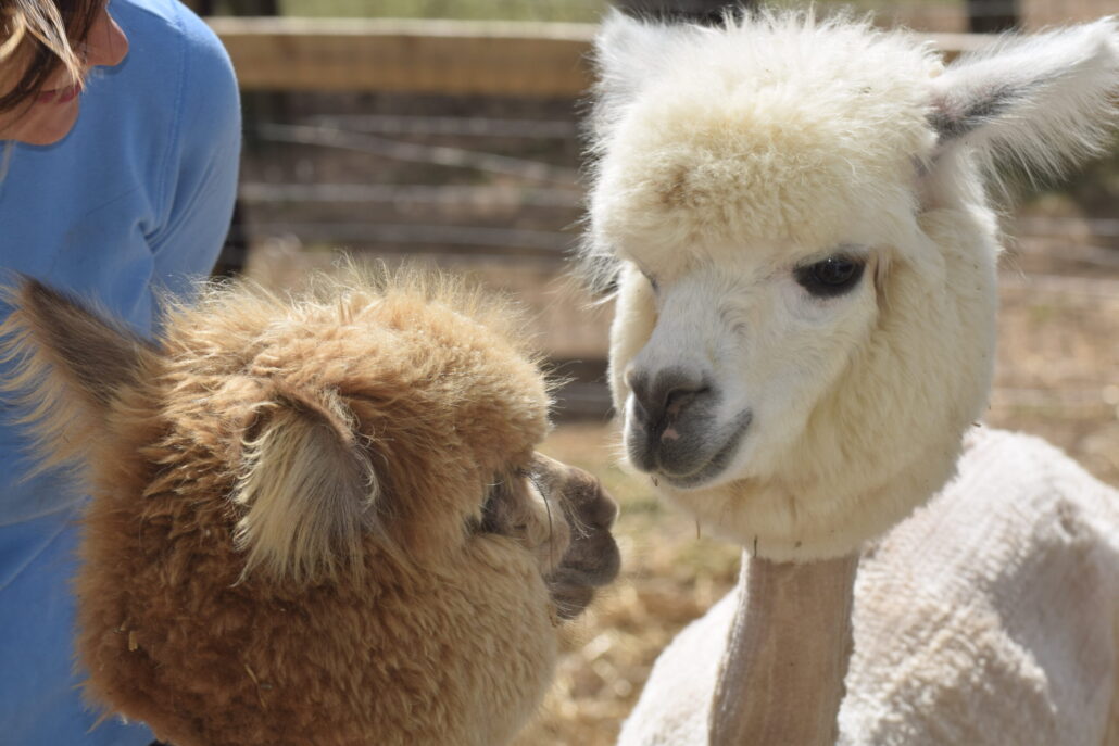 Farm Tour Alpacas Farm Closeup