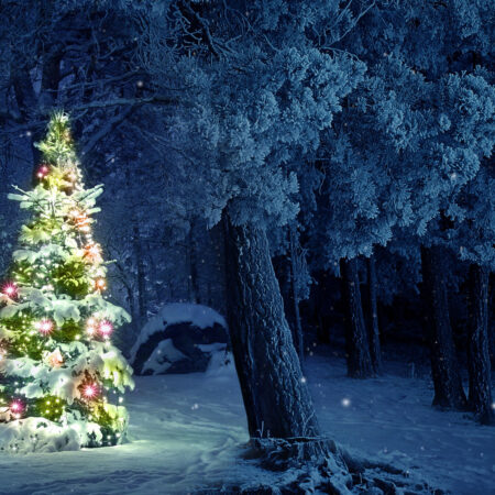 Light Christmas Tree In The Woods