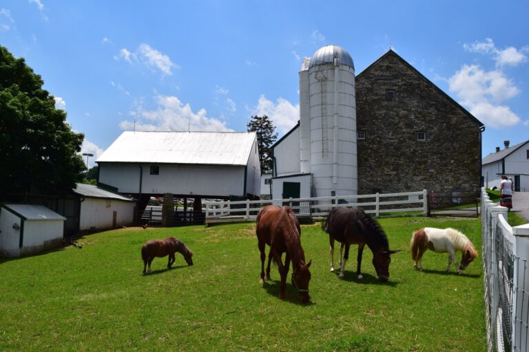 Amishfarmandhouse Tour Horses Farm Grass Barn