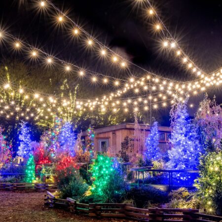 Awfullynicetours Tour Colorful Christmas Lights Trees Night