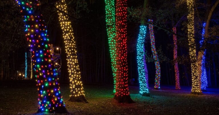 Awfullynicetours Tour Colorful Lights Decorated Trees Night