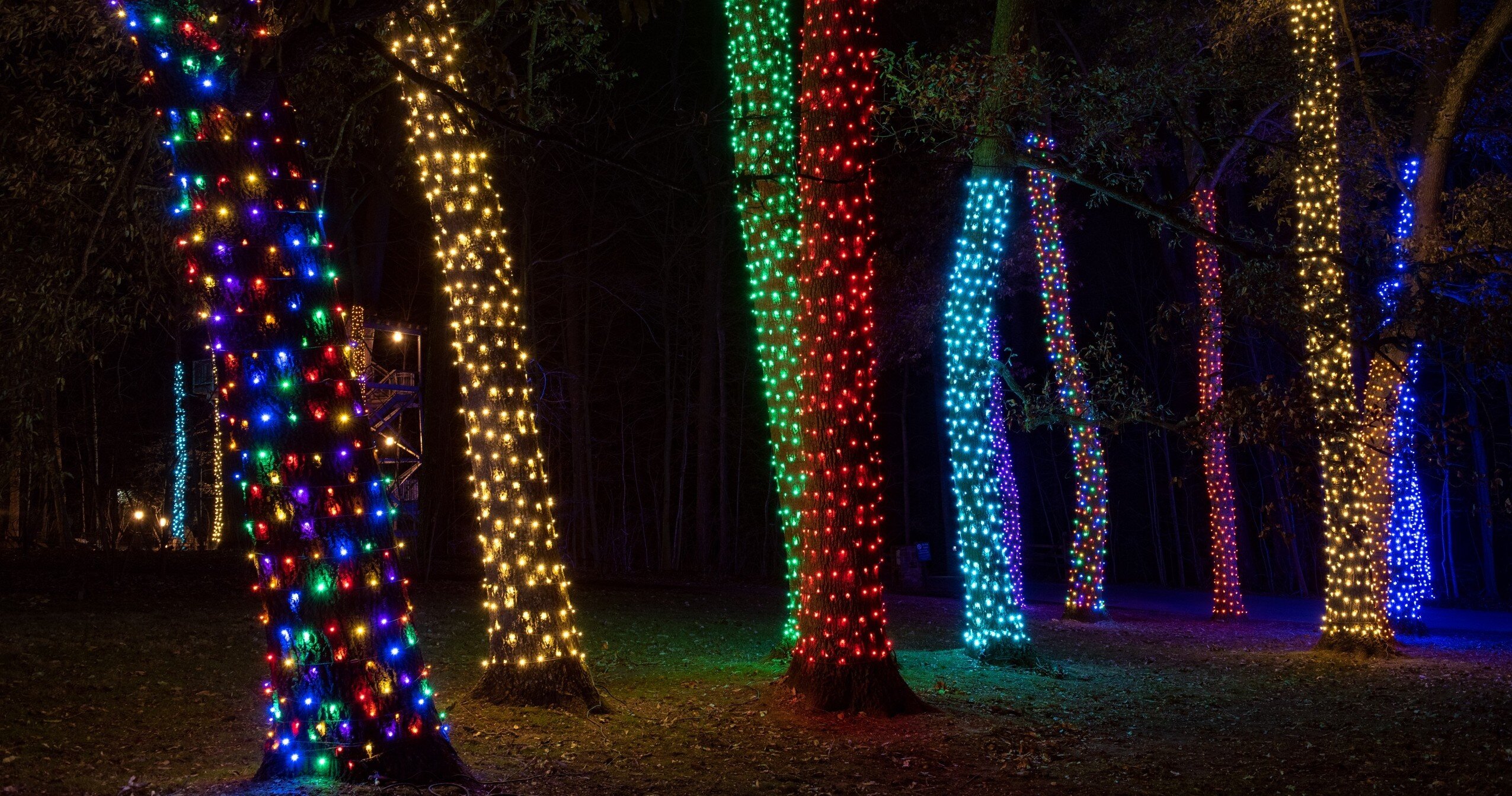 Awfullynicetours Tour Colorful Lights Decorated Trees Night