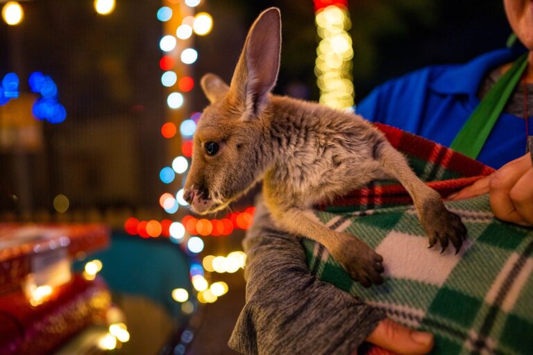 Beecityzoo Tour Kangaroo Holding Festive Lights