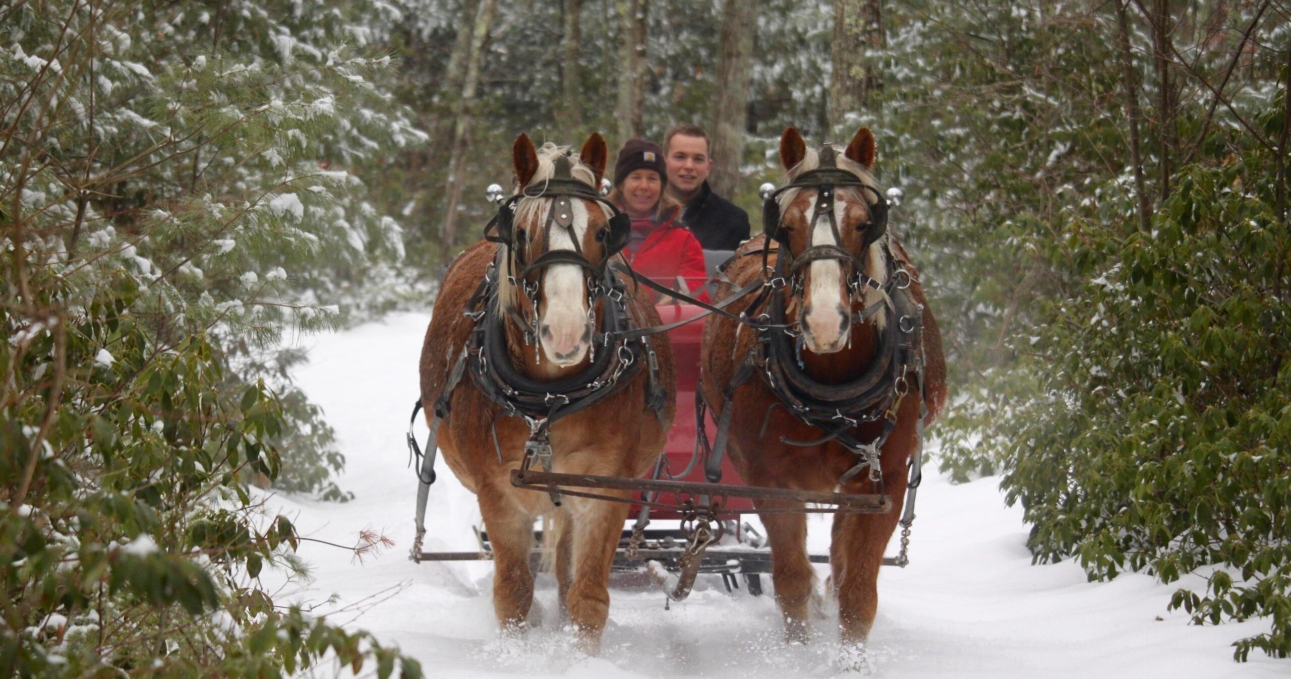 cornerstoneranch_tour-sleigh-ride-horses-snowy-path Cornerstoneranch Tour Sleigh Ride Horses Snowy Path
