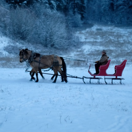 Eaglecreeksleighrides Tour Horse Drawn Sleigh Snowy Landscape