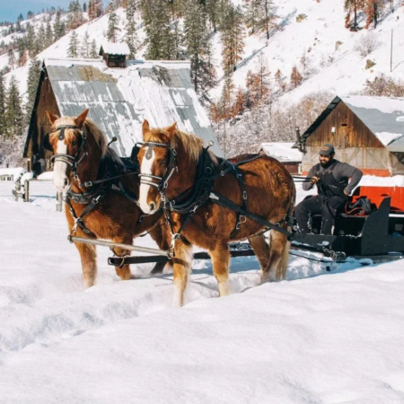 Eaglecreeksleighrides Tour Horses Sleigh Ride Snowy Landscape