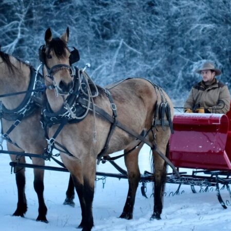 Eaglecreeksleighrides Tour Horses Sleigh Snow Winter