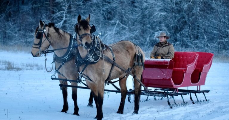Eaglecreeksleighrides Tour Horses Sleigh Snow Winter