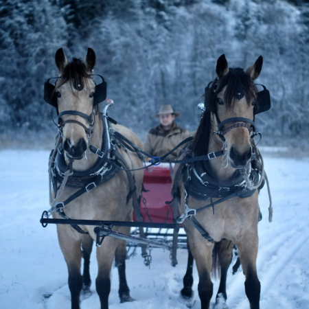 Eaglecreeksleighrides Tour Sleigh Ride Horses Snow