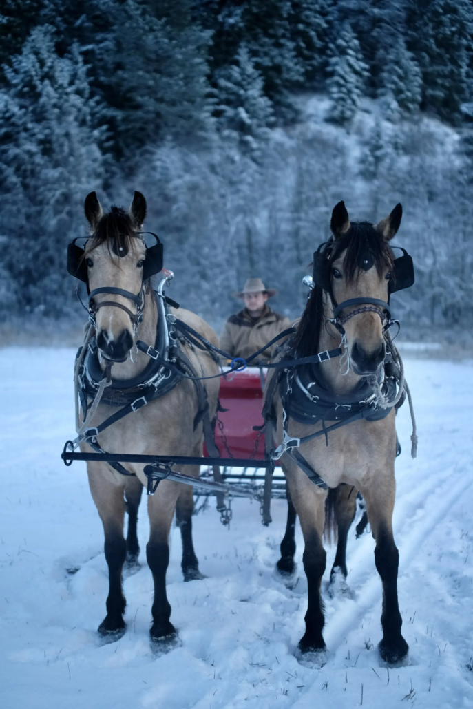 eaglecreeksleighrides_tour-sleigh-ride-horses-snow-2 Eaglecreeksleighrides Tour Sleigh Ride Horses Snow