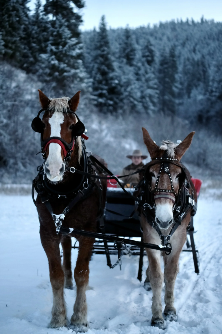eaglecreeksleighrides_tour-sleigh-ride-horses-snow Eaglecreeksleighrides Tour Sleigh Ride Horses Snow