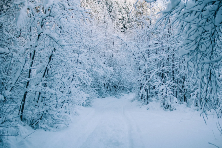 eaglecreeksleighrides_tour-snowy-path-winter-forest Eaglecreeksleighrides Tour Snowy Path Winter Forest