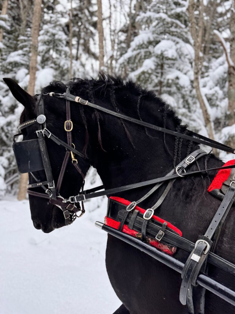 Gauley Tour Black Horse Sleigh Ride Snowy Forest