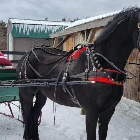 Gauley Tour Sleigh Ride Black Horse Family
