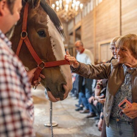 Grandviewclydesdaletours Tour Sleigh Ride Horse Interaction
