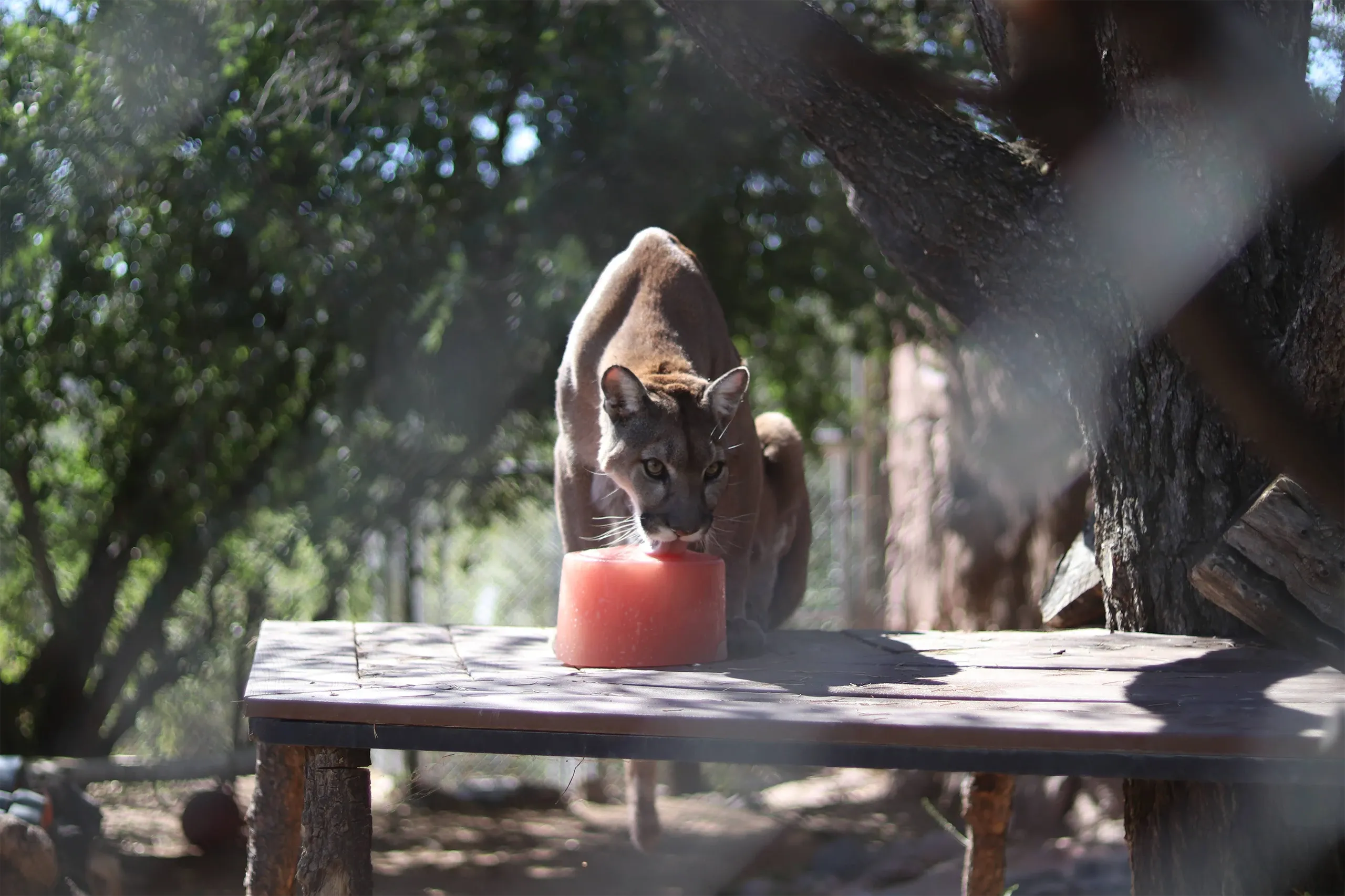 Heritageparkzoo Tour Cougar Eating Pink Ice Block