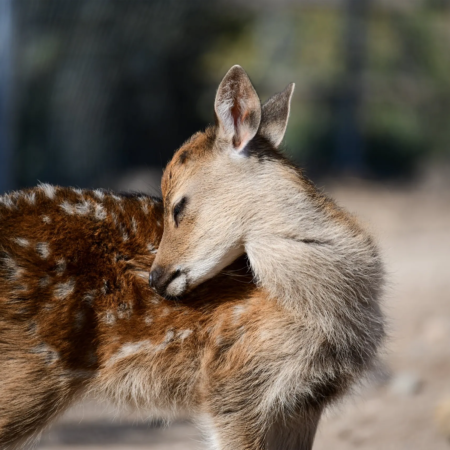 Heritageparkzoo Tour Fawn Grooming Sunny Environment