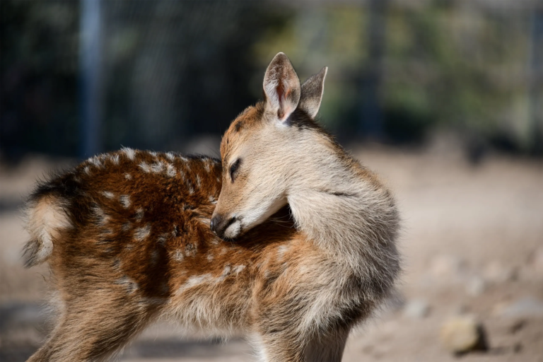Heritageparkzoo Tour Fawn Grooming Sunny Environment