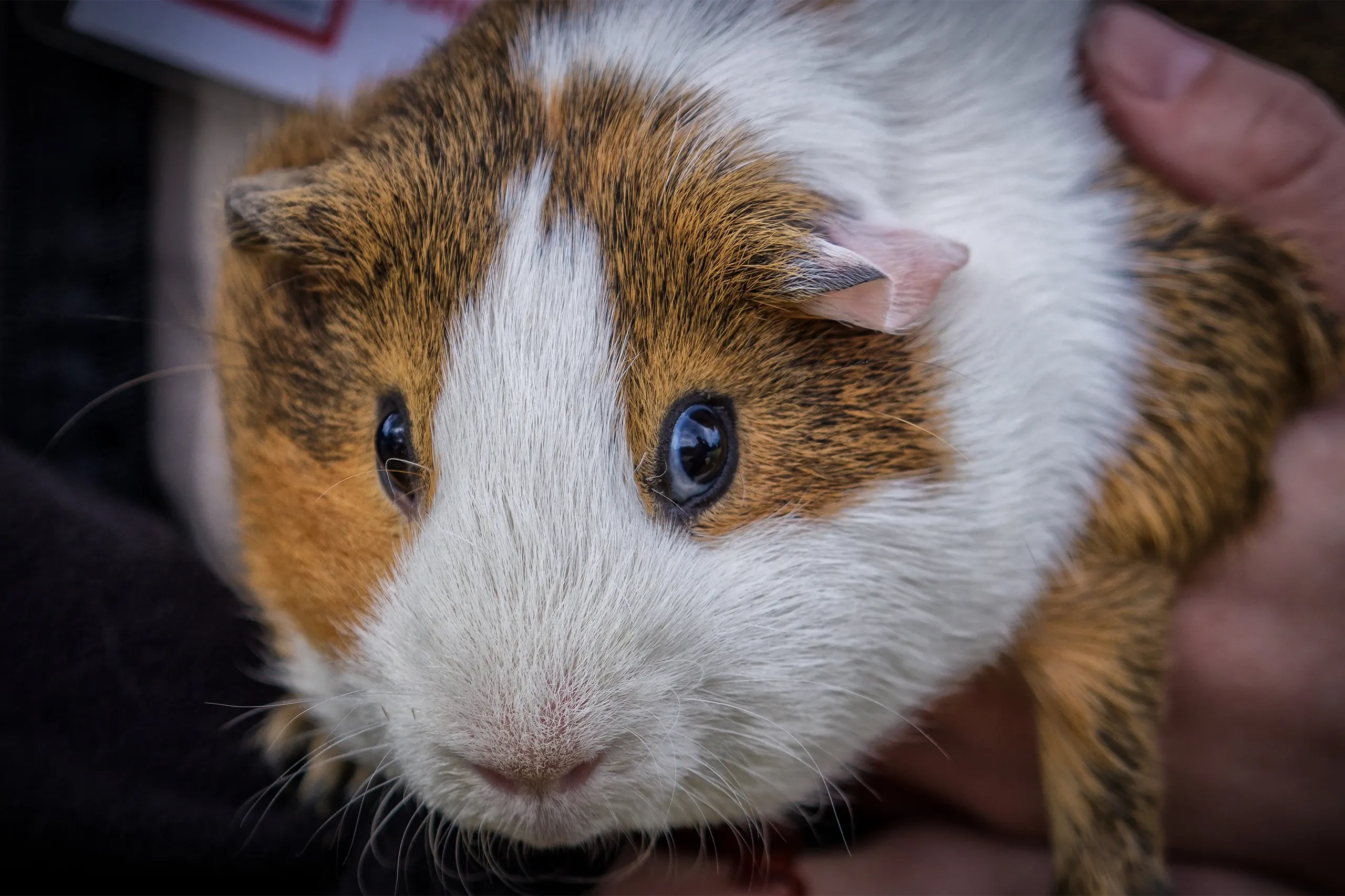 Heritageparkzoo Tour Guinea Pig Closeup Fur
