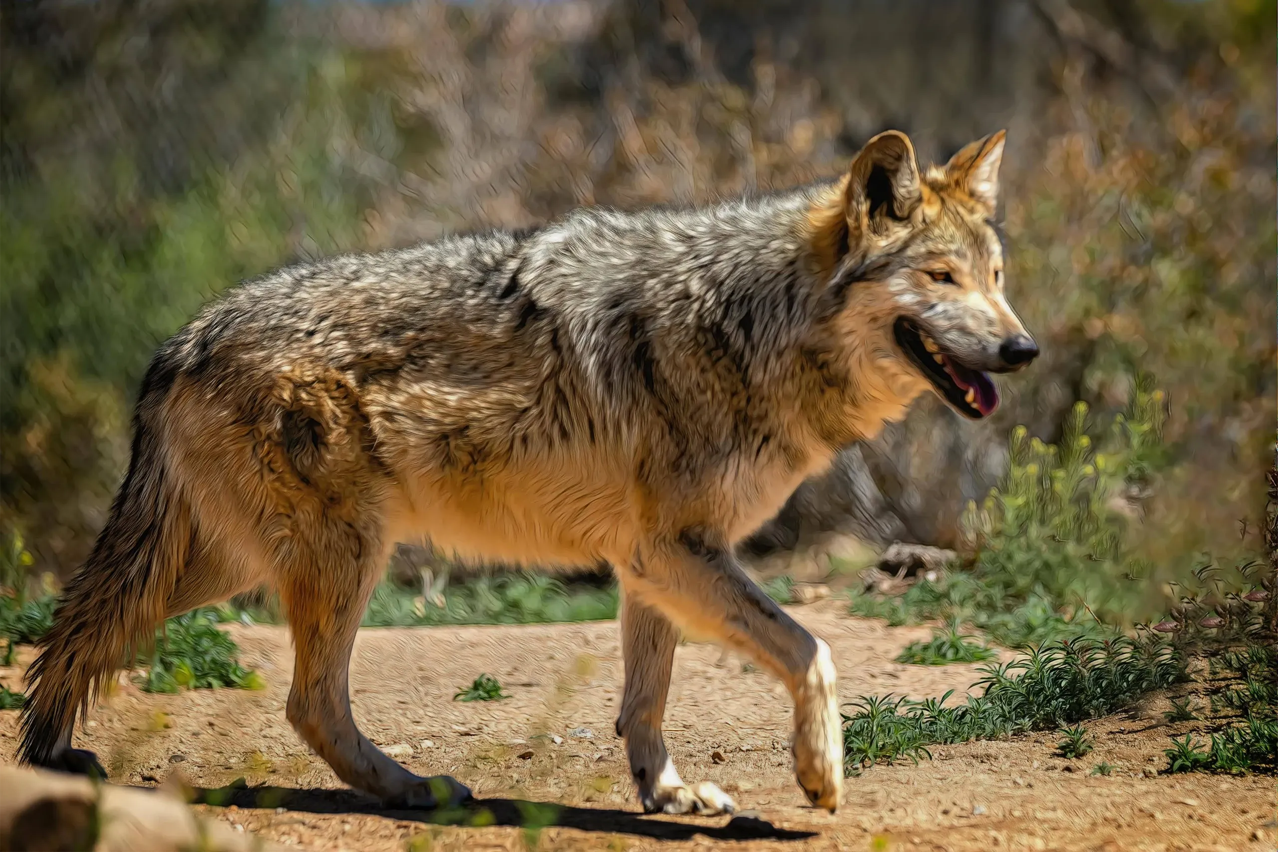 Heritageparkzoo Tour Wolf Walking Dirt Path
