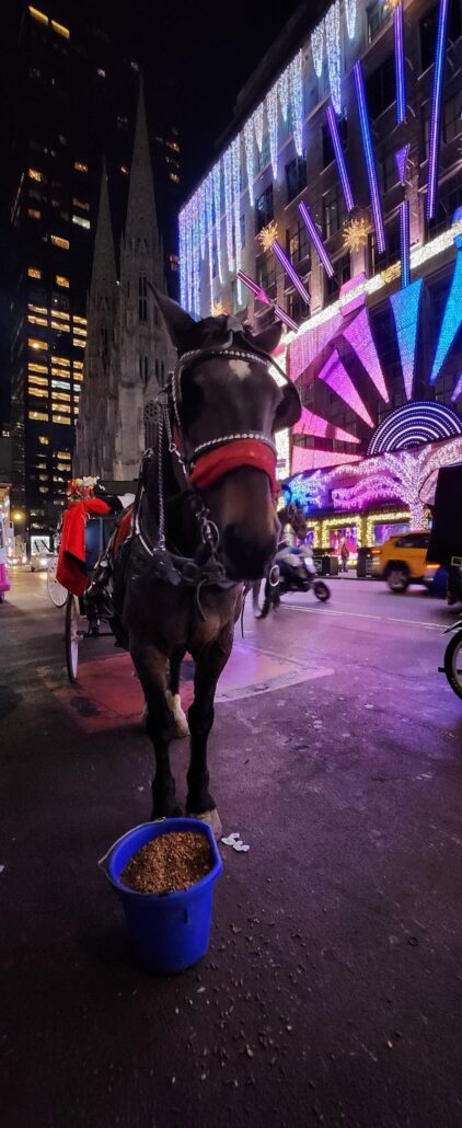 Horsecarriage Tour Horse Carriage Ride Night Lights