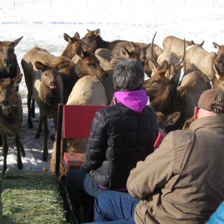 Idahosleighrides Tour Sleigh Ride Elks Snow
