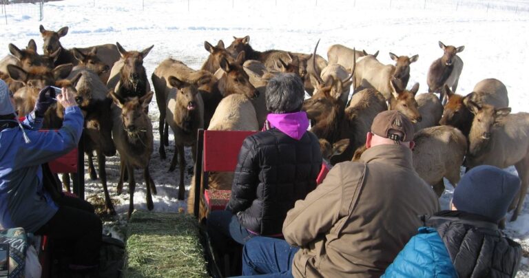 Idahosleighrides Tour Sleigh Ride Elks Snow