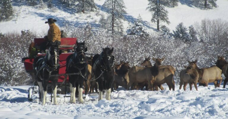 Idahosleighrides Tour Sleigh Ride Horses Elks Snow
