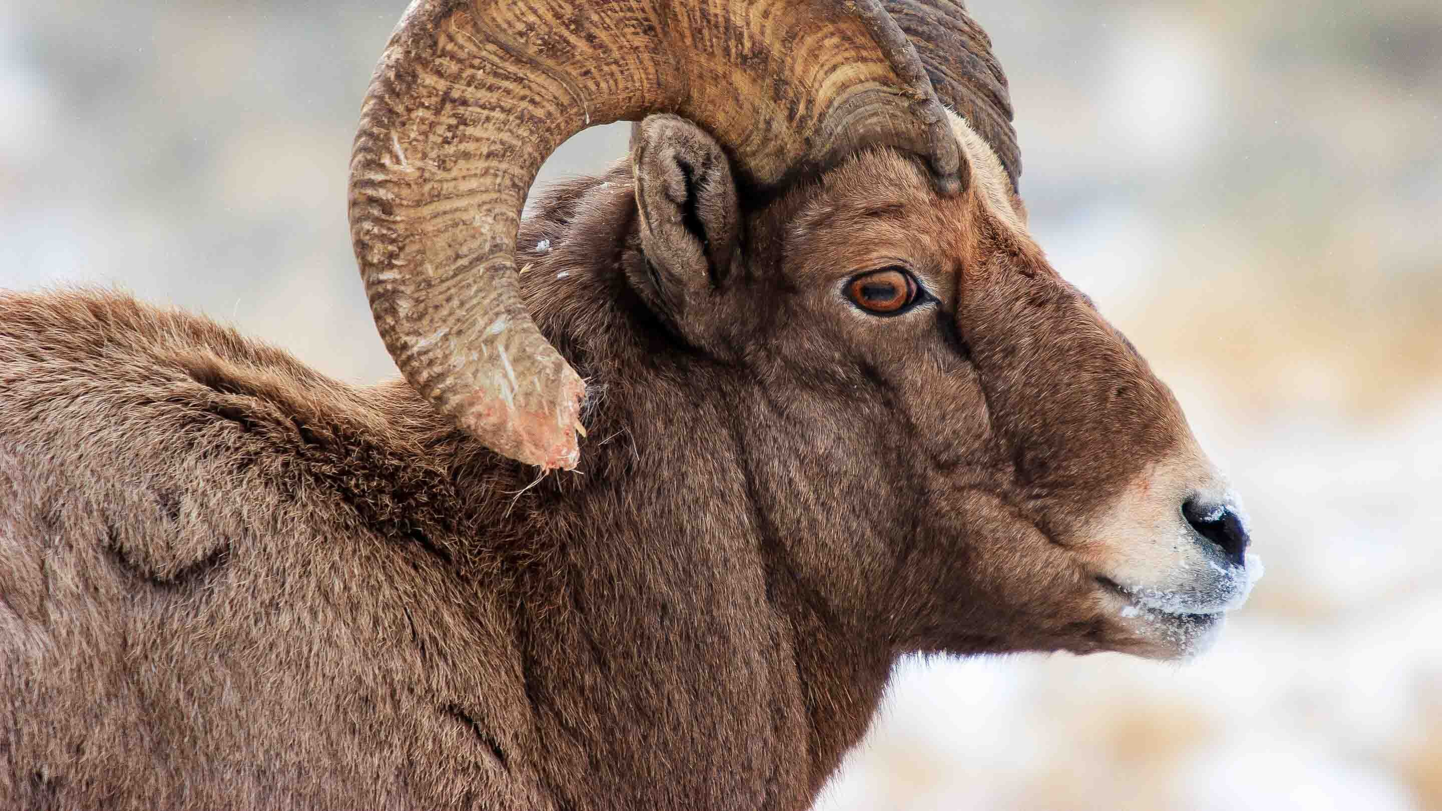 Jacksonholewildlifetours Tour Bighorn Sheep Profile Snow