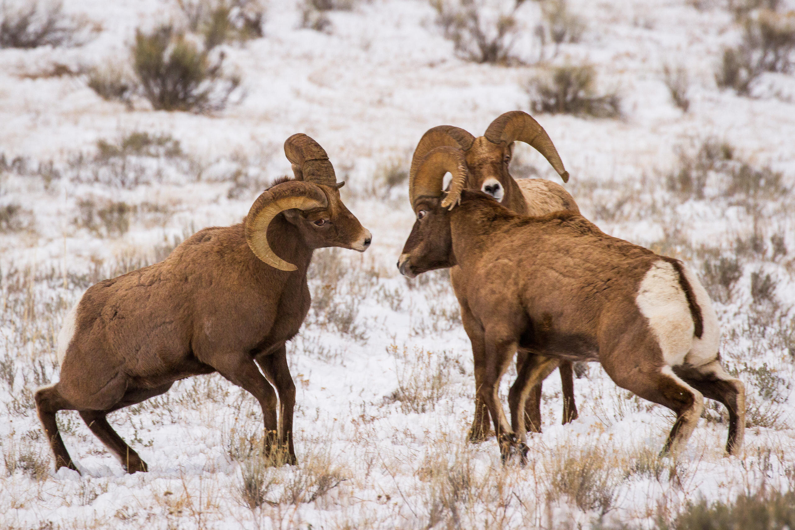 Jacksonholewildlifetours Tour Bighorn Sheep Snowy Field