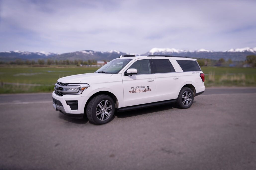 Jacksonholewildlifetours Tour White Suv Mountains Grassland