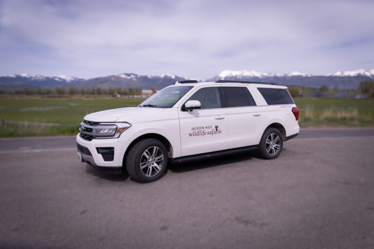 Jacksonholewildlifetours Tour White Suv Mountains Grassland