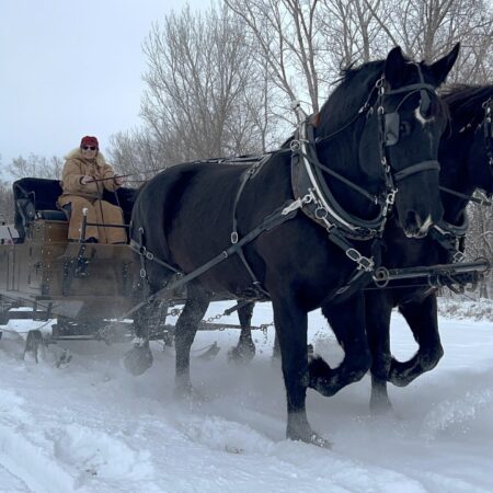 Jesterparkec Tour Sleigh Ride Black Horses Snow