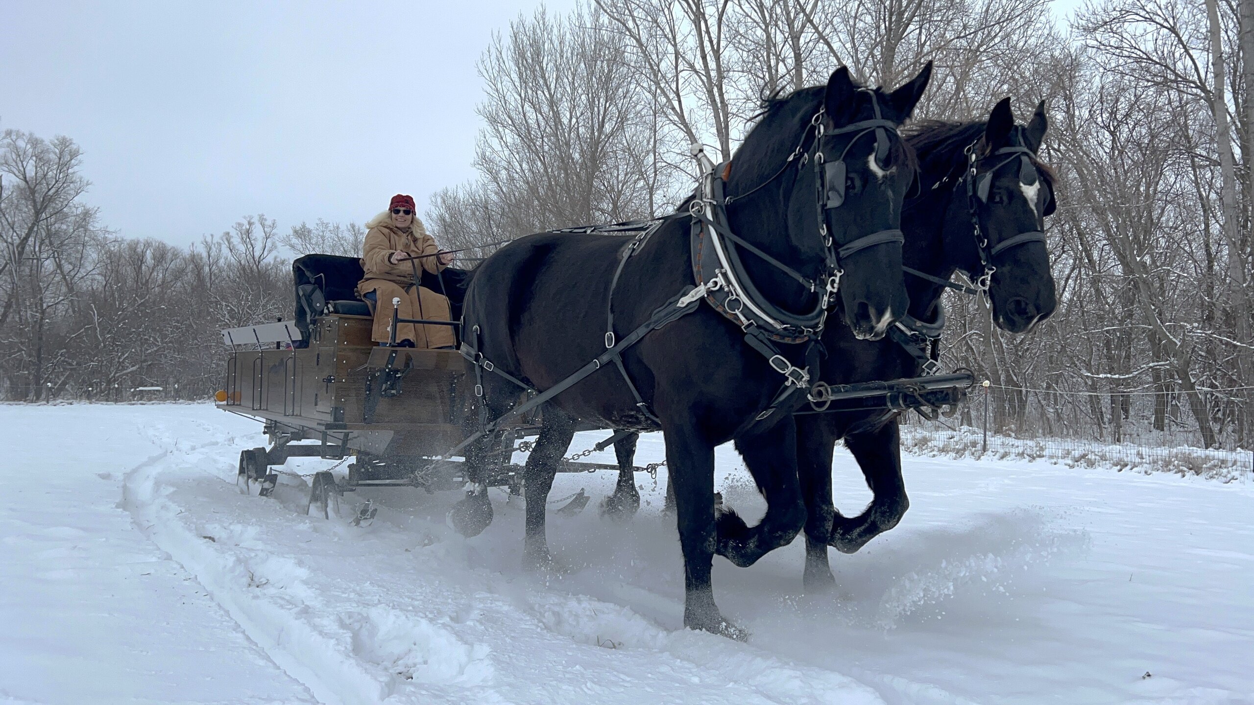 Holiday Horse-Drawn Ride | Jester Park Equestrian Center IA