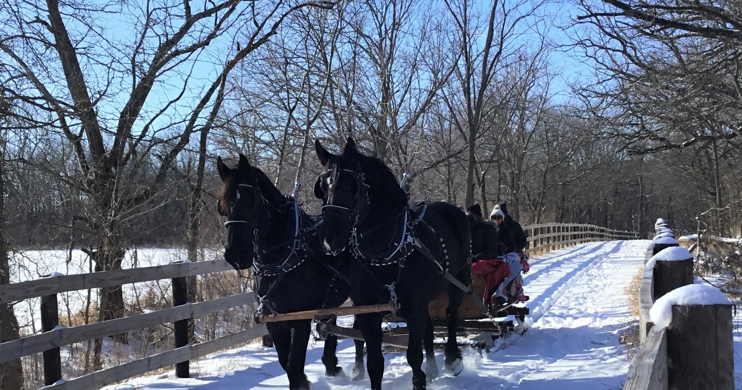 jesterparkec_tour-sleigh-ride-black-horses-snowy-path Jesterparkec Tour Sleigh Ride Black Horses Snowy Path
