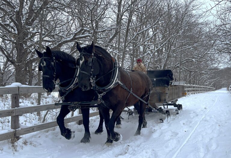 jesterparkec_tour-sleigh-ride-horses-snowy-path-2 Jesterparkec Tour Sleigh Ride Horses Snowy Path