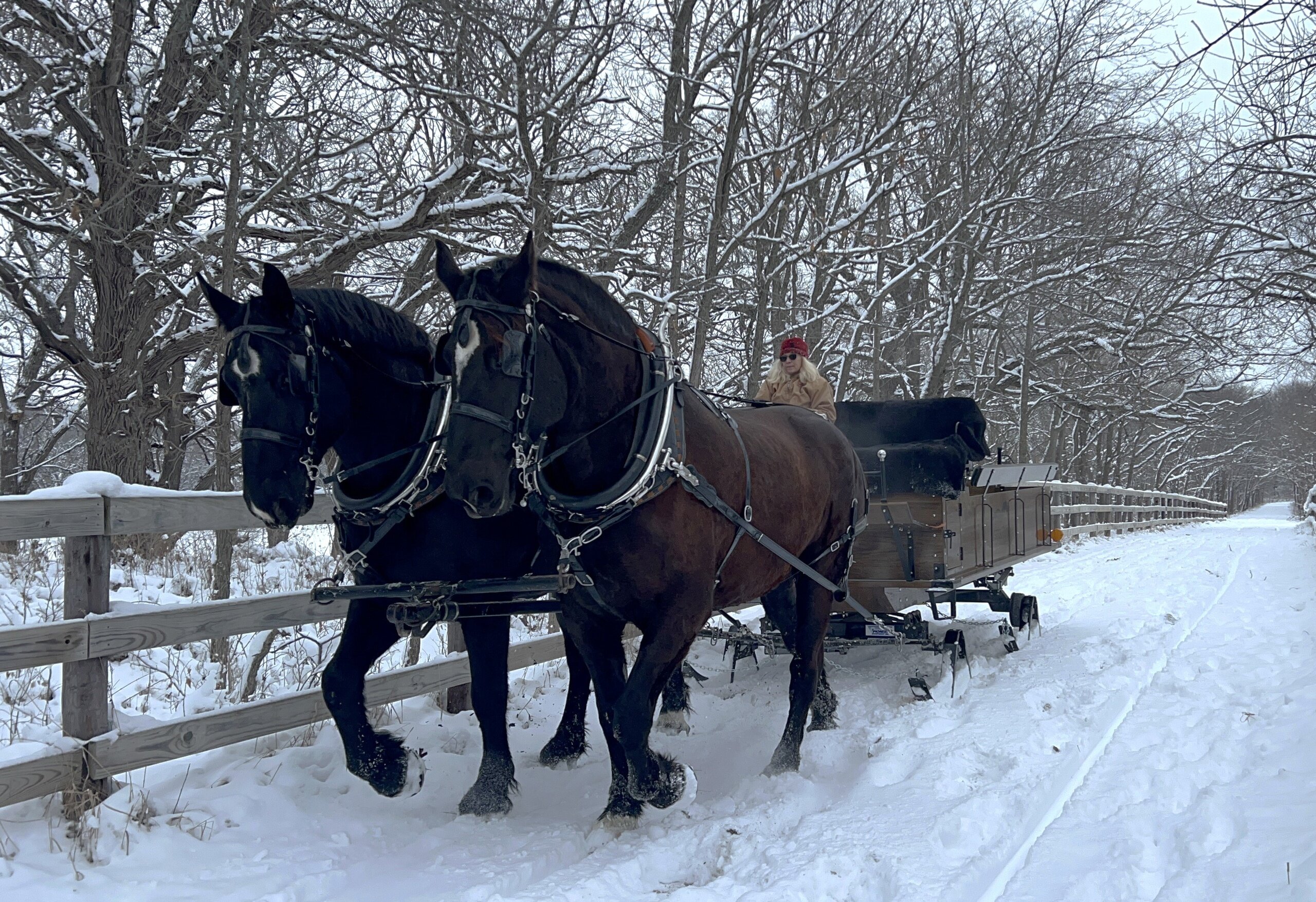 jesterparkec_tour-sleigh-ride-horses-snowy-path-2 Jesterparkec Tour Sleigh Ride Horses Snowy Path