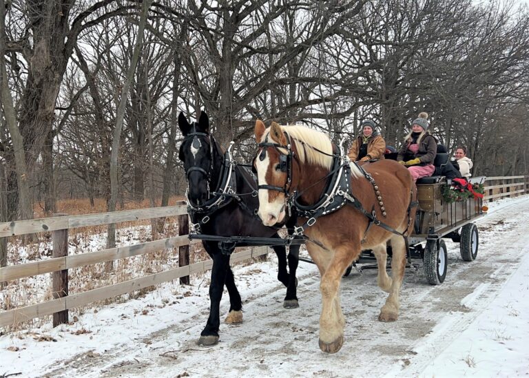 jesterparkec_tour-sleigh-ride-horses-snowy-path Jesterparkec Tour Sleigh Ride Horses Snowy Path