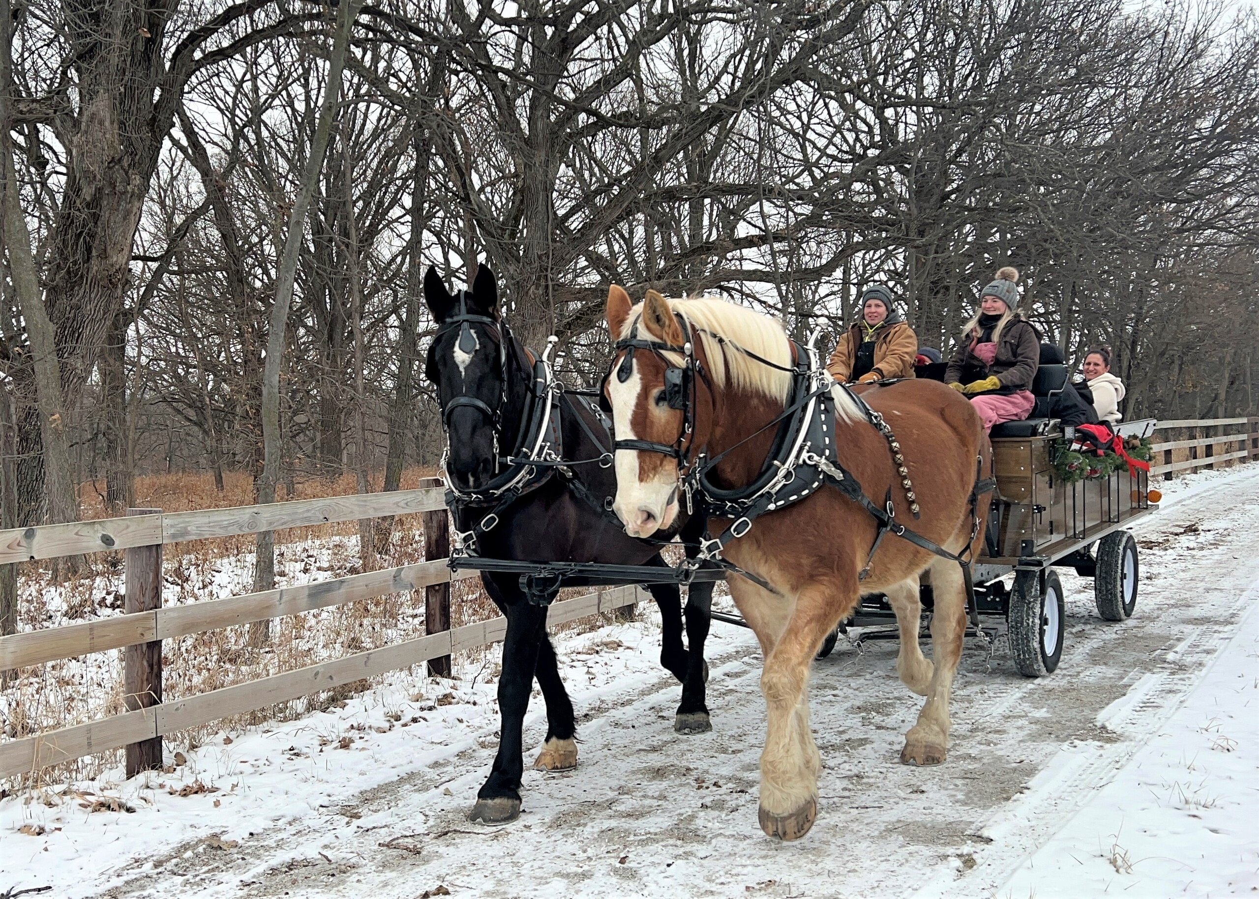 jesterparkec_tour-sleigh-ride-horses-snowy-path Jesterparkec Tour Sleigh Ride Horses Snowy Path