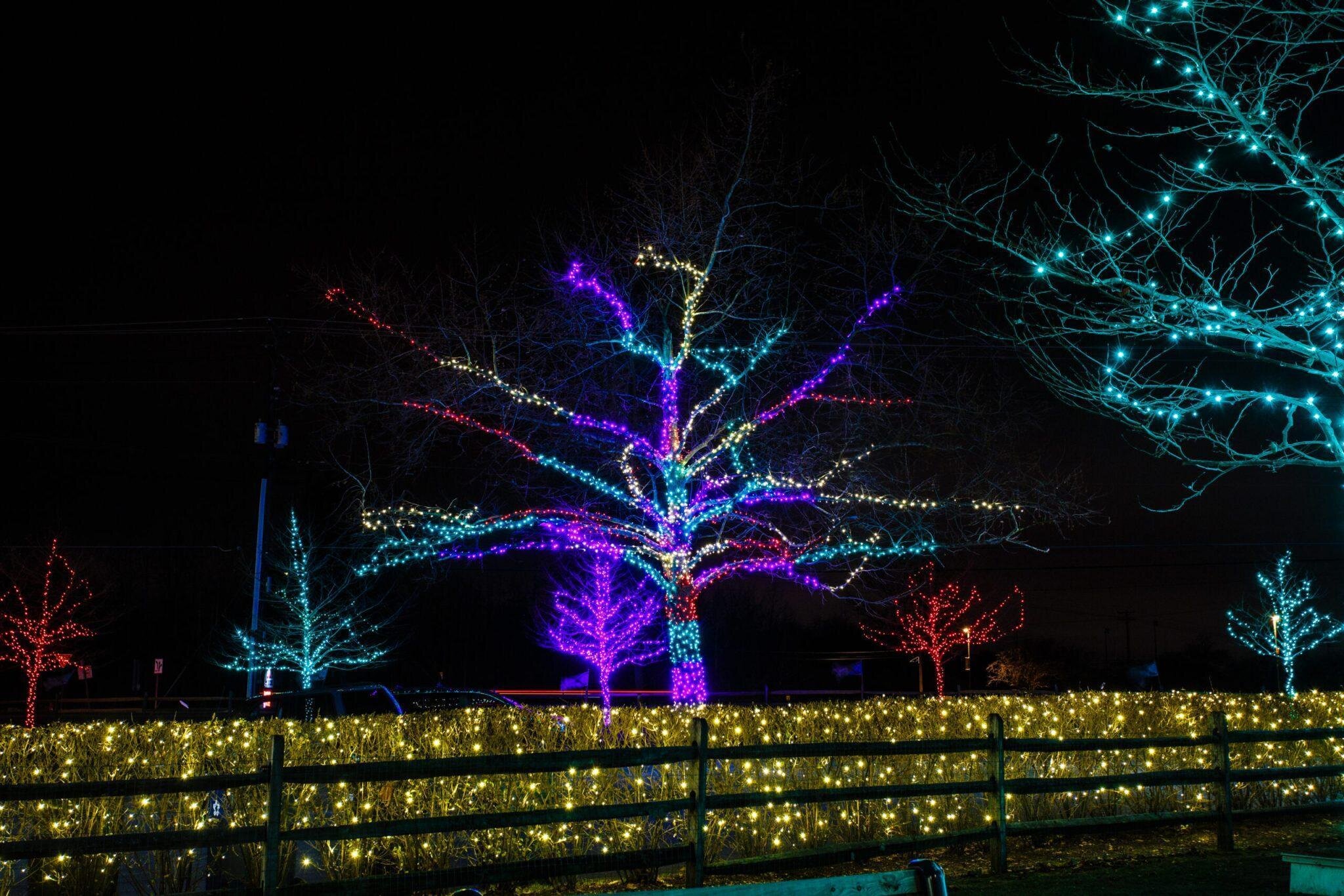 johnsonsfarm_tour-colorful-lights-decorated-trees-farm Johnsonsfarm Tour Colorful Lights Decorated Trees Farm