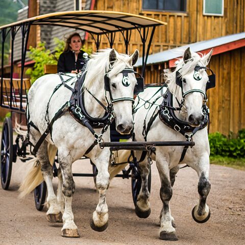 Jrscarriage Tour Carriage Ride White Horses