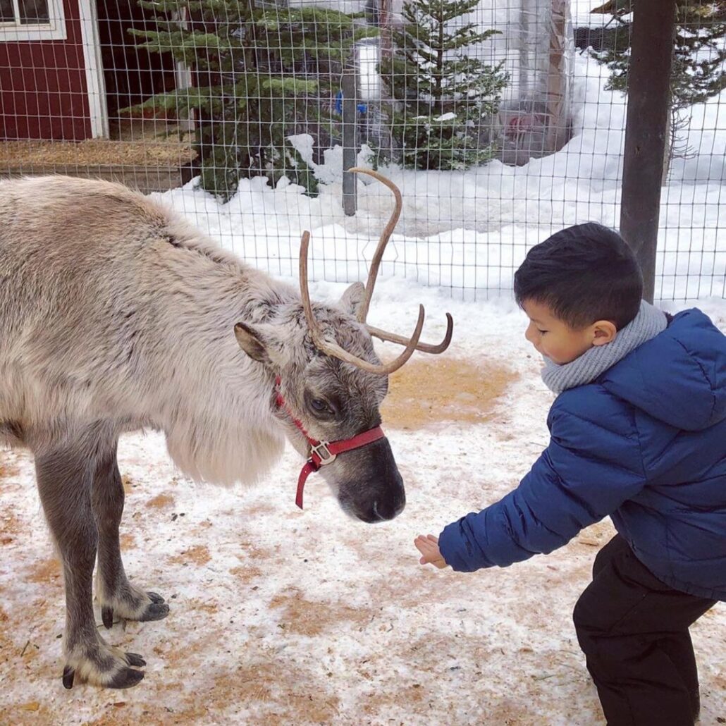 leavenworthreindeer_tour-child-reindeer-snow-farm Leavenworthreindeer Tour Child Reindeer Snow Farm