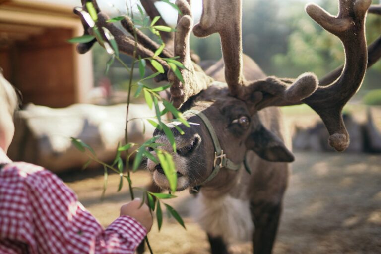 leavenworthreindeer_tour-reindeer-child-feeding-leaves Leavenworthreindeer Tour Reindeer Child Feeding Leaves