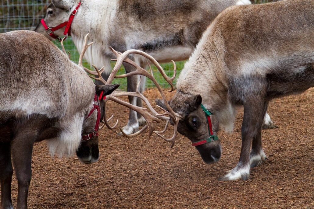 leavenworthreindeer_tour-reindeer-farm-paddock-antlers Leavenworthreindeer Tour Reindeer Farm Paddock Antlers