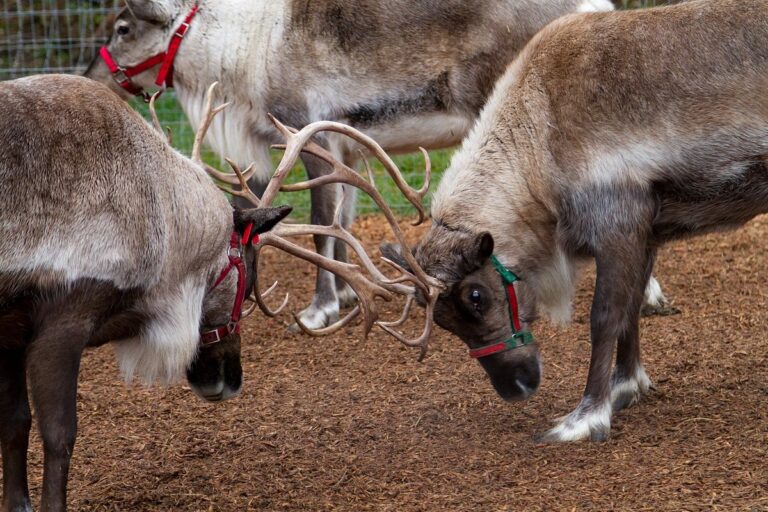 leavenworthreindeer_tour-reindeer-farm-paddock-antlers Leavenworthreindeer Tour Reindeer Farm Paddock Antlers