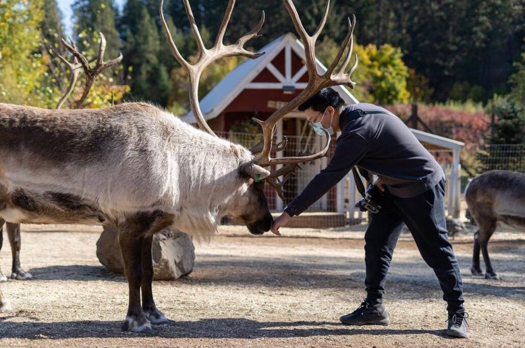 leavenworthreindeer_tour-reindeer-farm-visitor-interaction Leavenworthreindeer Tour Reindeer Farm Visitor Interaction