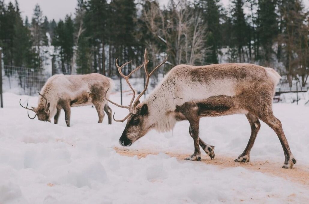 leavenworthreindeer_tour-reindeer-snow-forest Leavenworthreindeer Tour Reindeer Snow Forest