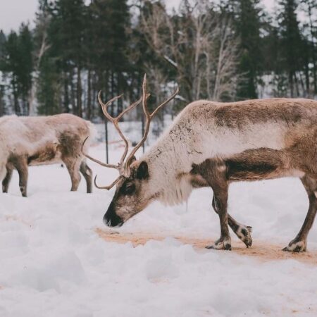 Leavenworthreindeer Tour Reindeer Snow Forest