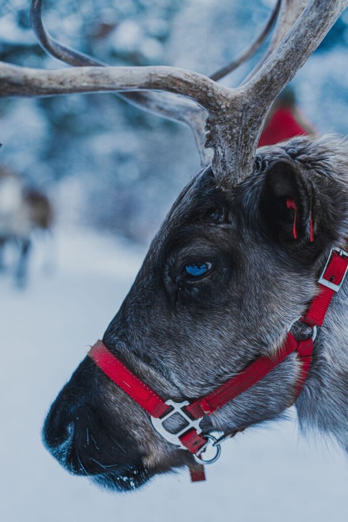 leavenworthreindeer_tour-reindeer-snow-harness-blue-eye Leavenworthreindeer Tour Reindeer Snow Harness Blue Eye